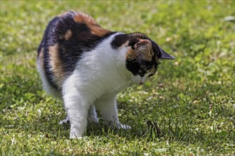 Cat (Felis catus)