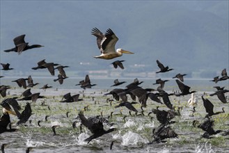 Cormorants (Phalacrocoracidae) and Dalmatian pelicans (Pelecanus crispus) flying over Lake Kerkini