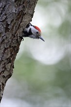 Middle spotted woodpecker (Dendrocopos medius)