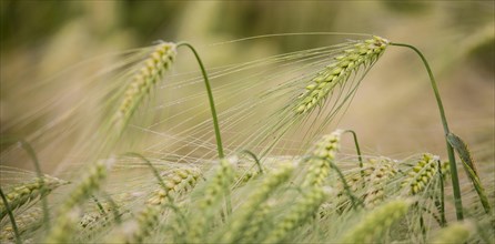 Ear of Barley (Hordeum vulgare) with dewdrops