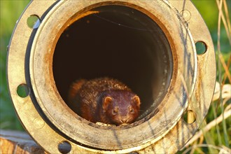 American Mink (Neovison vison) (Syn.: Mustela vison) sunbathing in a drainage pipe