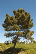 Aleppo Pine (Pinus halepensis)