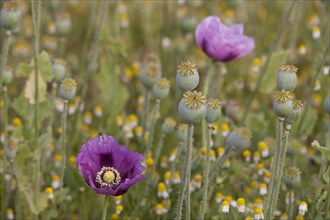 Opium poppy (Papaver somniferum)