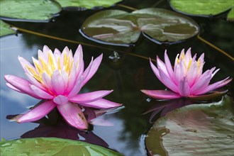 Pink water lily (Nymphaea Pink)