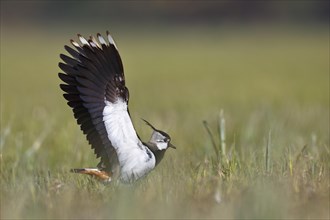 Northern lapwing (Vanellus vanellus) landing in a meadow