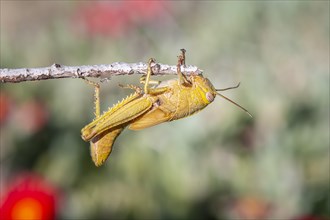Egyptian locust (Anacridium aegyptium) on a branch Paros