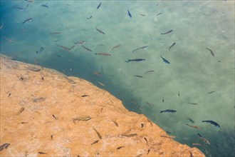 Fish at Wadi Bani Khalid
