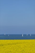 Rape field near Luetjenbrode