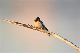 Barn swallow (Hirundo rustica) sitting on a branch at sunset