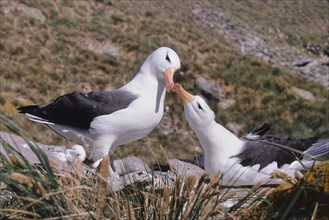 Courting Black-browed Albatrosses (Diomedea melanophris)