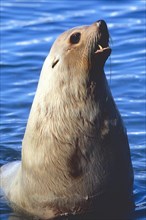 Blonde Antarctic Fur Seal (Arctocephalus gazelle)