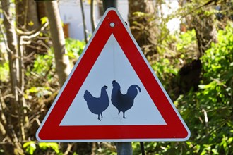 Warning sign for free-range chickens