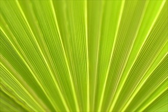 Fan palm Mexican Fan Palm (Washingtonia robusta)