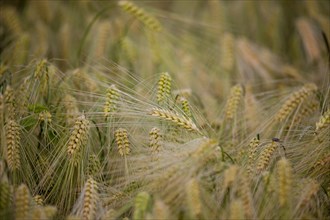 Ear of Barley (Hordeum vulgare) with dewdrops