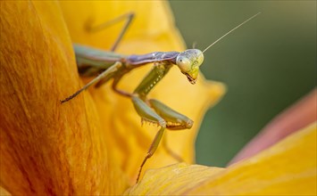 European mantis (mantis religiosa) on a flower