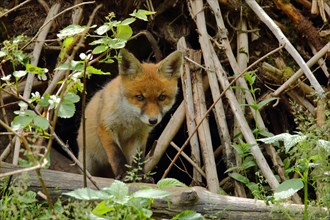 Red fox (Vulpes vulpes) looking out of its burrow