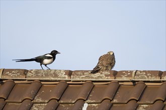 Meeting of European magpie (Pica pica) and Common Common Kestrel (Falco tinnunculus) on house roof