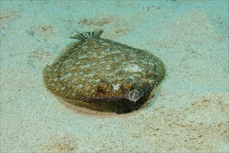 Wide-eyed flounder (Bothus podas) lying on sandy seabed