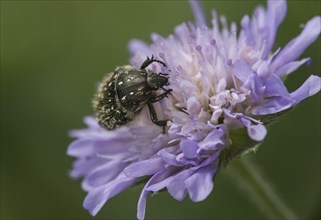 Oxythyrea funesta (Oxythyrea funesta) searching for pollen on a Scabiosa flower