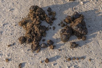 Horse droppings on a bridle path
