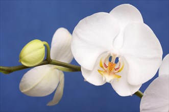 Beautiful white orchid branch blossoms on blue