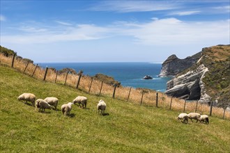 Flock of sheep at Cape Farewell
