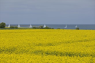 Rape field near Luetjenbrode