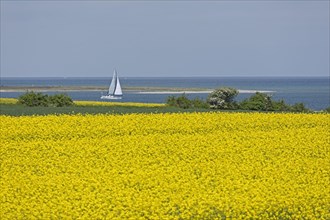 Rape field near Luetjenbrode