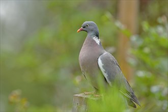 Common wood pigeon (Columba palumbus)