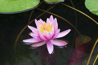 Pink water lily (Nymphaea Pink)