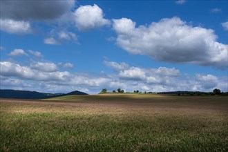 Alfalfa field in Limagne plain