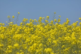 Rape field near Luetjenbrode