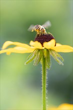 Honey bee (Apis mellifera) on yellow (Echinacea paradoxa) coneflower