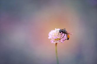 Flying ant (Formicidae)