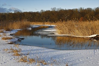 Winter atmosphere at Lake Leiner near Dessau-Rosslau