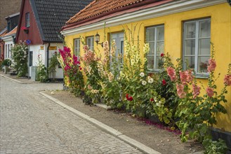 Hollyhocks (Alcea rosea) at a yellow house in a small street in the idyllic downtown of Ystad