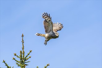 Ural owl (Strix uralensis) in flight