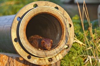 American Mink (Neovison vison) (Syn.: Mustela vison) sunbathing in a drainage pipe