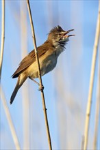 Great Reed Warbler (Acrocephalus arundinaceus) at the singing place on a reed stalk