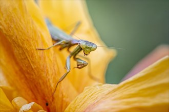 European mantis (mantis religiosa) on a flower