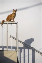Tabby cat sitting on railing
