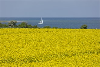 Rape field near Luetjenbrode