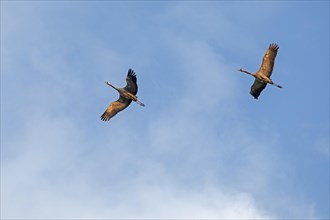 Cranes in flight Common crane (Grus grus)