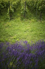 Lavender Common lavender (Lavandula angustifolia) as flowering strip in front of vines