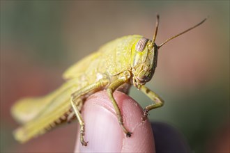 Egyptian locust (Anacridium aegyptium) sitting on a finger