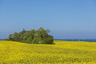 Rape field near Luetjenbrode