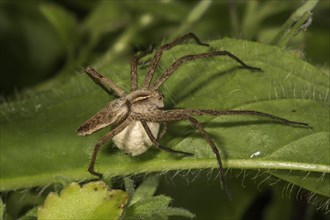 Nursery web spider (Pisaura mirabilis) with egg cocoon