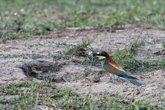 Bee-eater European bee-eater (Merops apiaster) with prey in front of breeding cavity on the ground