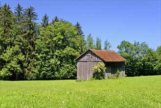 Wooden shed with flowering black elder (Sambucus nigra) Sambucus nigra