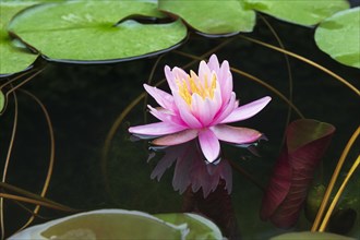 Pink water lily (Nymphaea Pink)